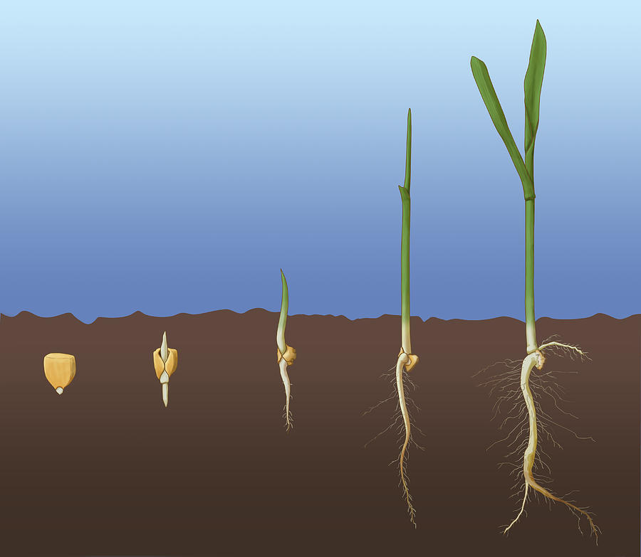 Corn Seed Germination, Illustration Photograph by Monica Schroeder