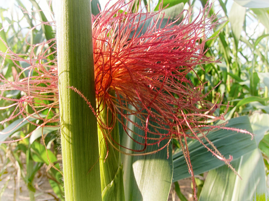 Vegetable Photograph - Corn Silk by Mary Lee Dereske