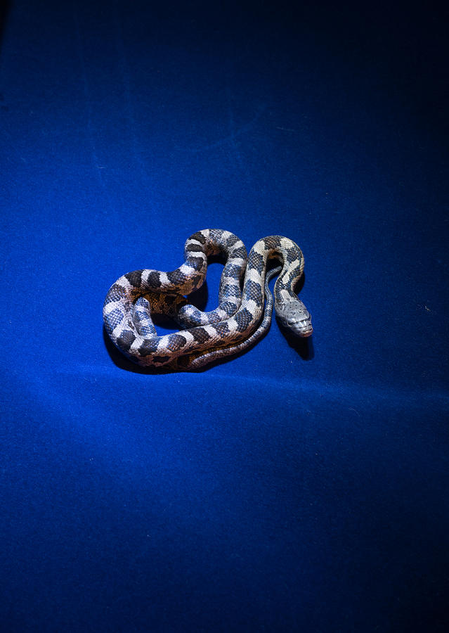 Snake Photograph - Corn Snake by Douglas Barnett