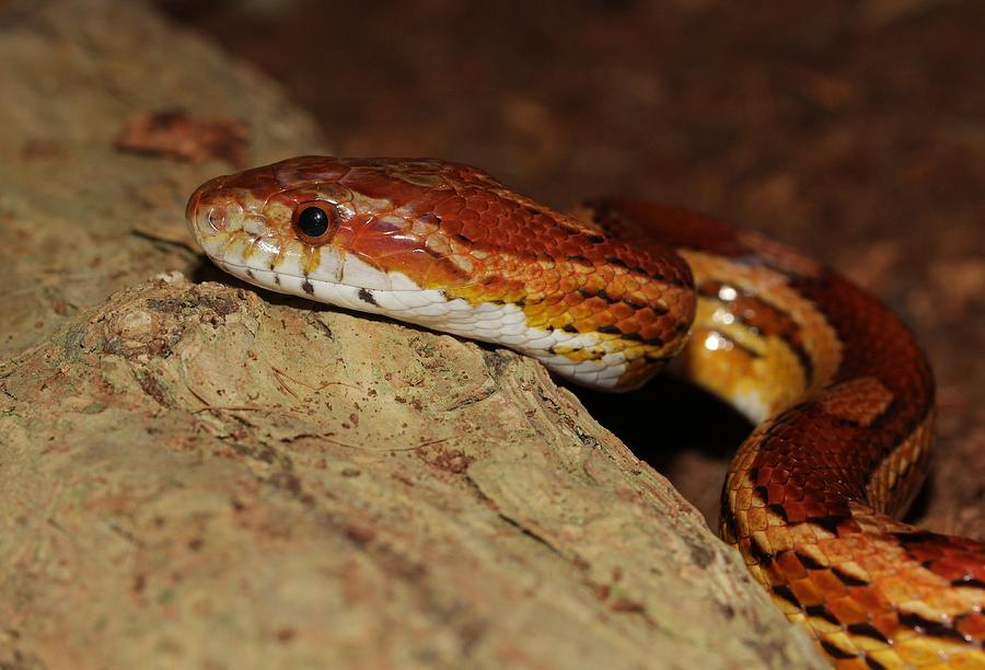Corn Snake Photograph by FL collection