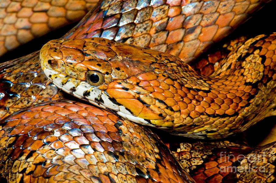 Snake Photograph - Corn Snake by Millard H Sharp