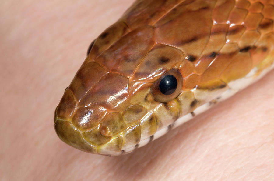 Corn Snake Or Red Rat Snake Head Close-up Photograph by Nigel Downer