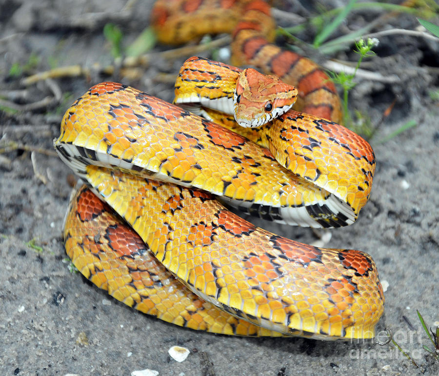 Snake Photograph - Corn Snake Or Red Rat Snake by John Serrao