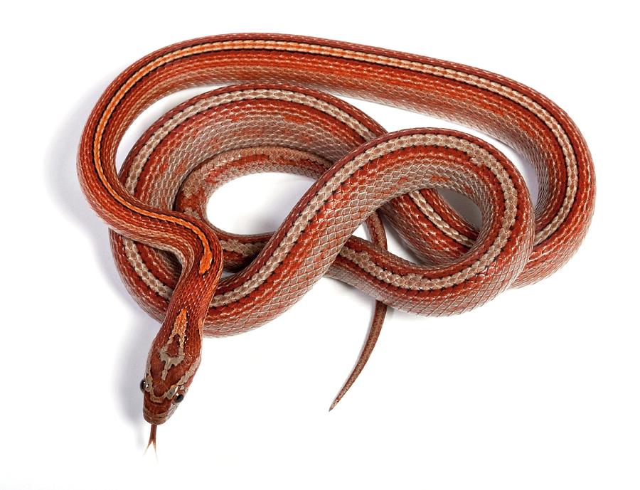 Corn Snake Photograph by Pascal Goetgheluck/science Photo Library