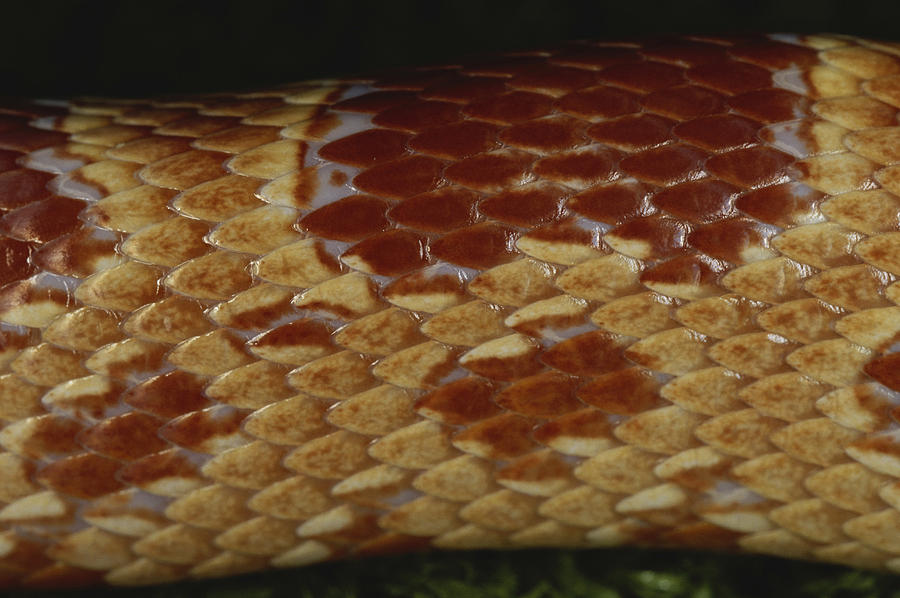 Corn Snake Scales Photograph by Simon D. Pollard