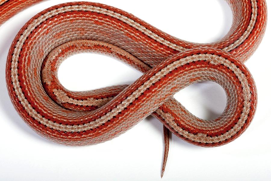 Corn Snake Tail Photograph by Pascal Goetgheluck/science Photo Library