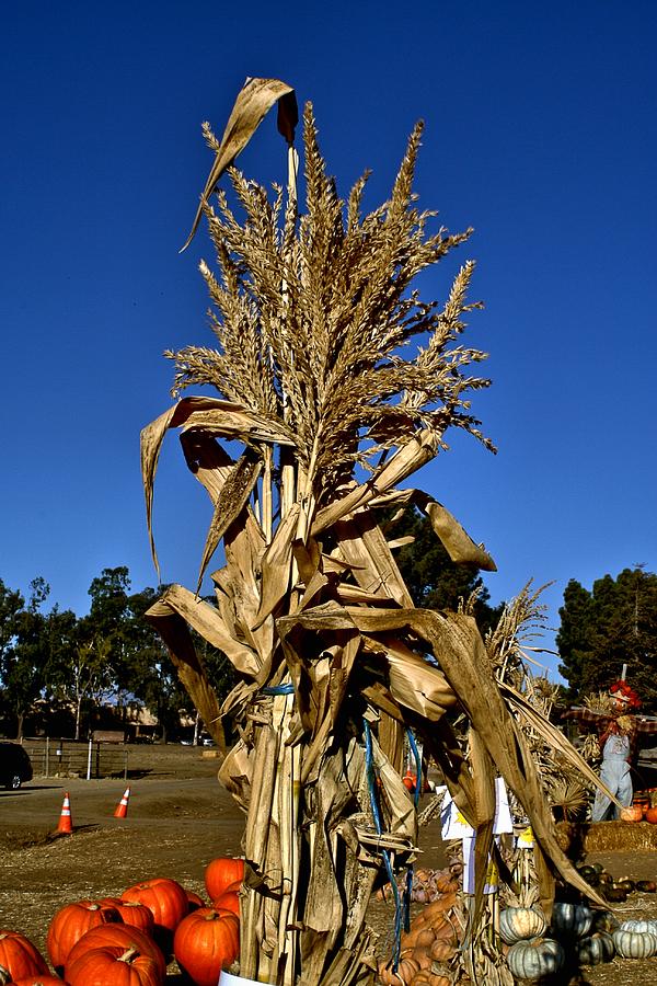 Corn Stalk Photograph by Michael Gordon