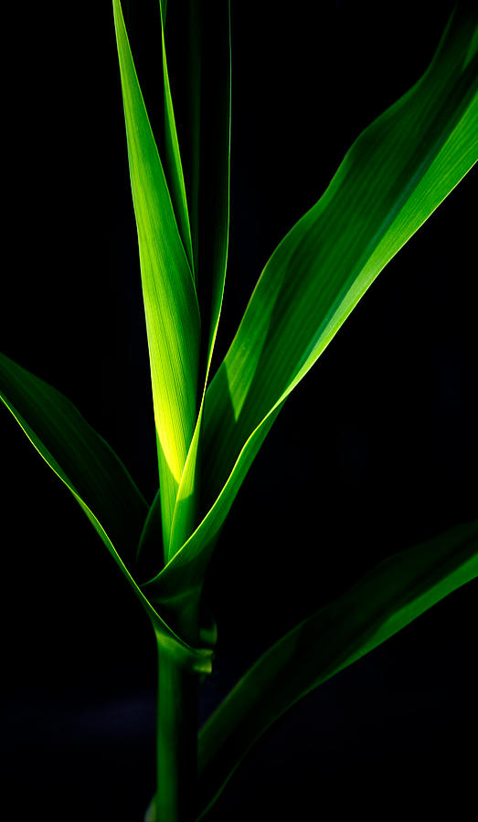 Nature Photograph - Corn stalk by Patrick Derickson
