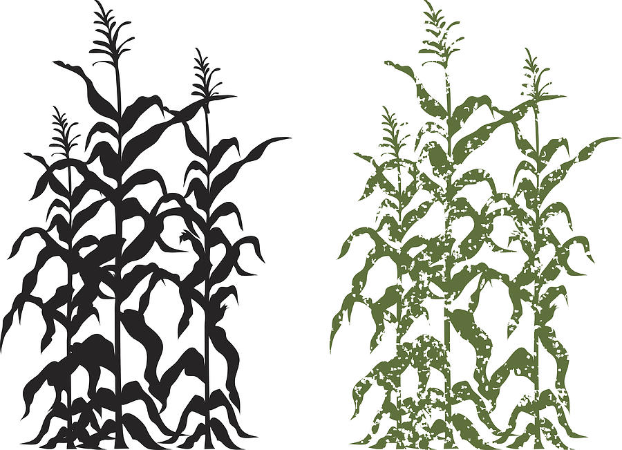 Corn Stalk Plants in Black and Green Grunge Vector Illustration Drawing by Diane Labombarbe