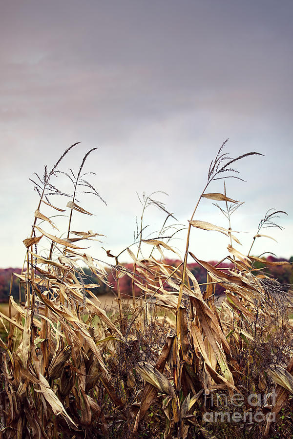 Fall Photograph - Corn stalks blowing in the wind by Sandra Cunningham