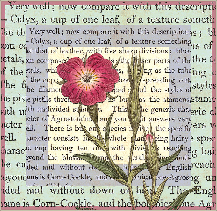 Corncockle Flower Digital Art by Antique Images - Pixels