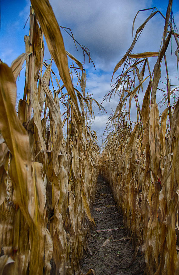 Cornfield  7D07838 Photograph by Guy Whiteley