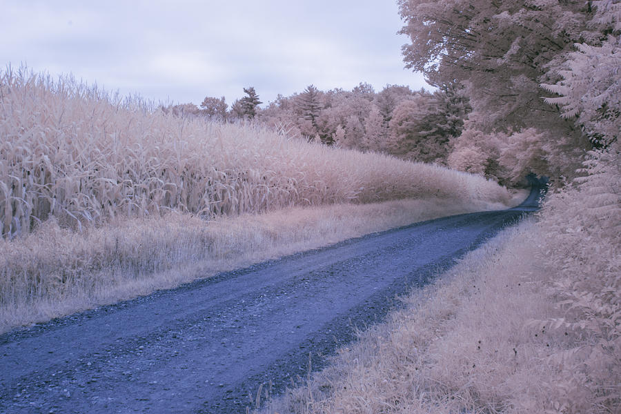 Cornfield In Infrared Photograph by Tom Singleton