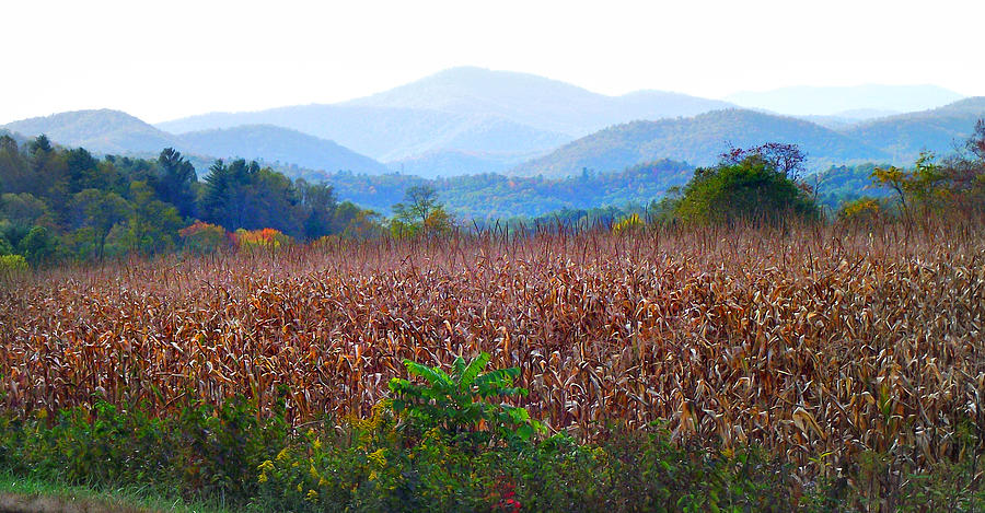Cornfield in the Mountains Photograph by Duane McCullough