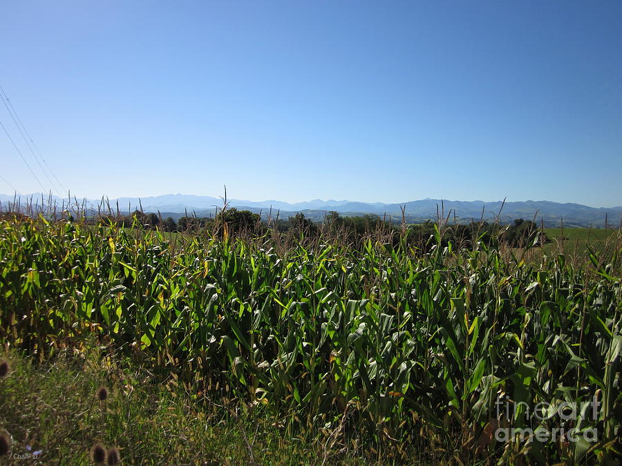 Cornfield near Labets-Biscay Photograph by Chani Demuijlder