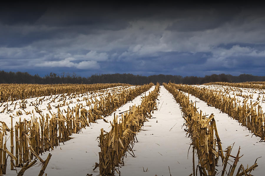 Cornfield Stalks after the Harvest in Winter Photograph by Randall Nyhof
