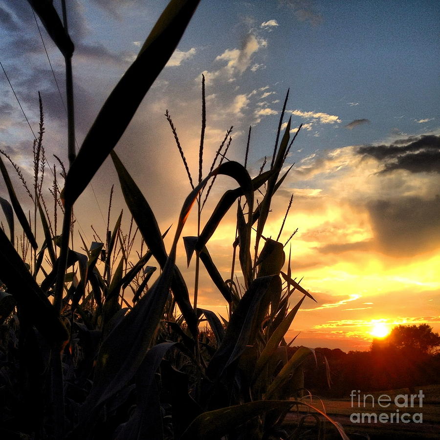 Cornfield Sundown Photograph by Angela Rath