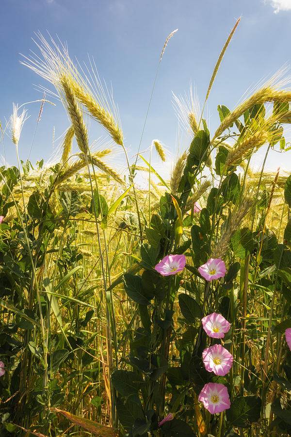 Cornfield with beautiful flowers in summer Photograph by Matthias Hauser