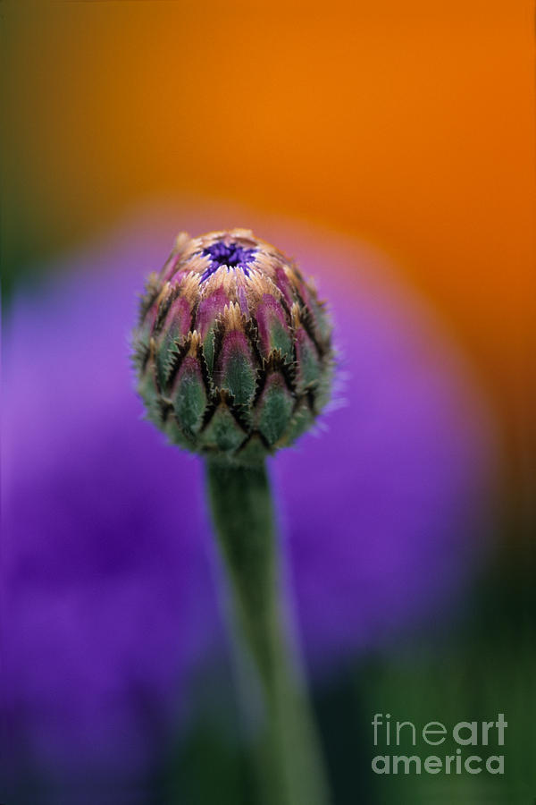 Cornflower Bud Photograph by Chris Scroggins