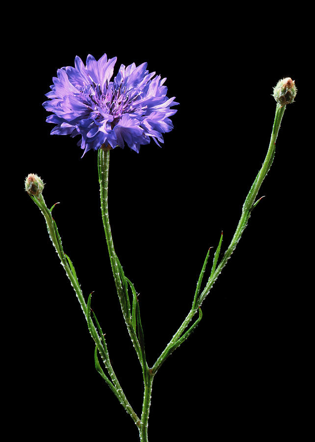 Cornflower (centaurea Cyanus) Photograph by Gilles Mermet