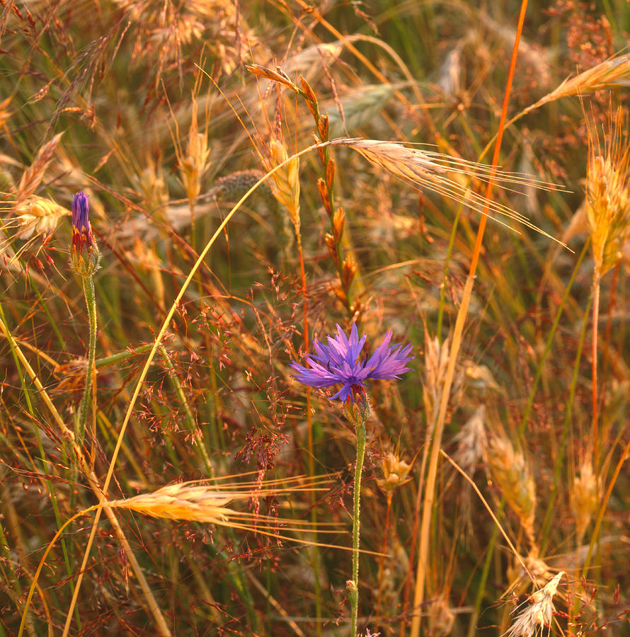 Cornflower in a barley field Photograph by Ulrich Kunst And Bettina Scheidulin