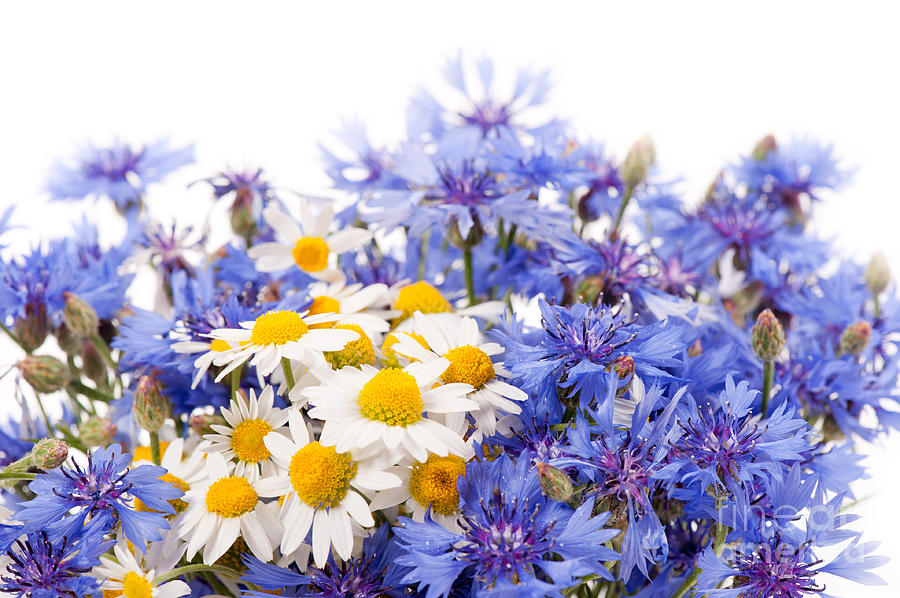 Flower Photograph - Cornflower and chamomile bunch blooms  by Arletta Cwalina