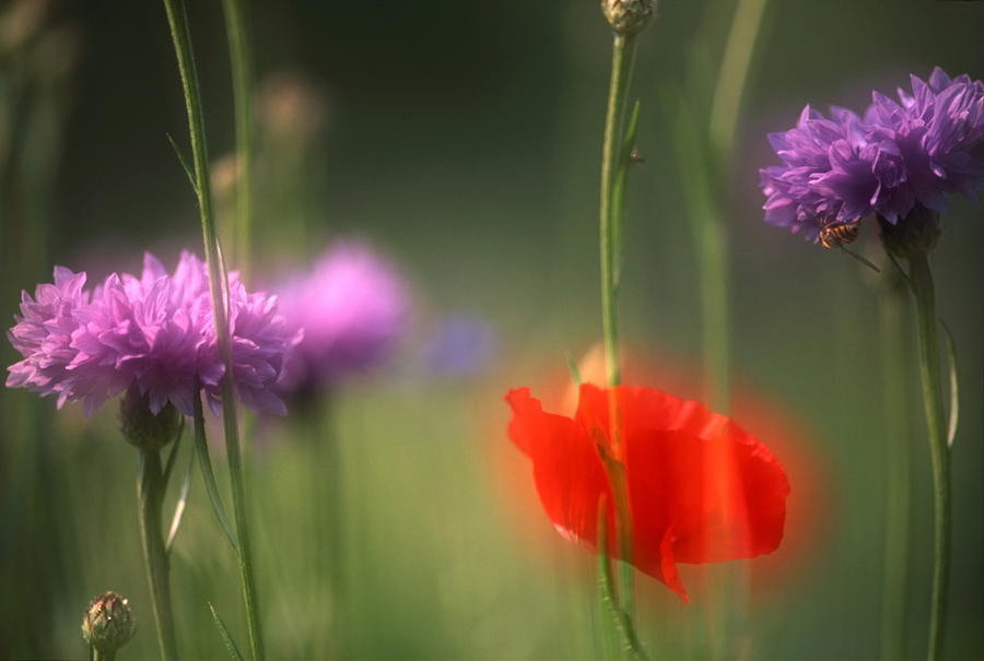 Cornflowers and poppy Photograph by Ulrich Kunst And Bettina Scheidulin