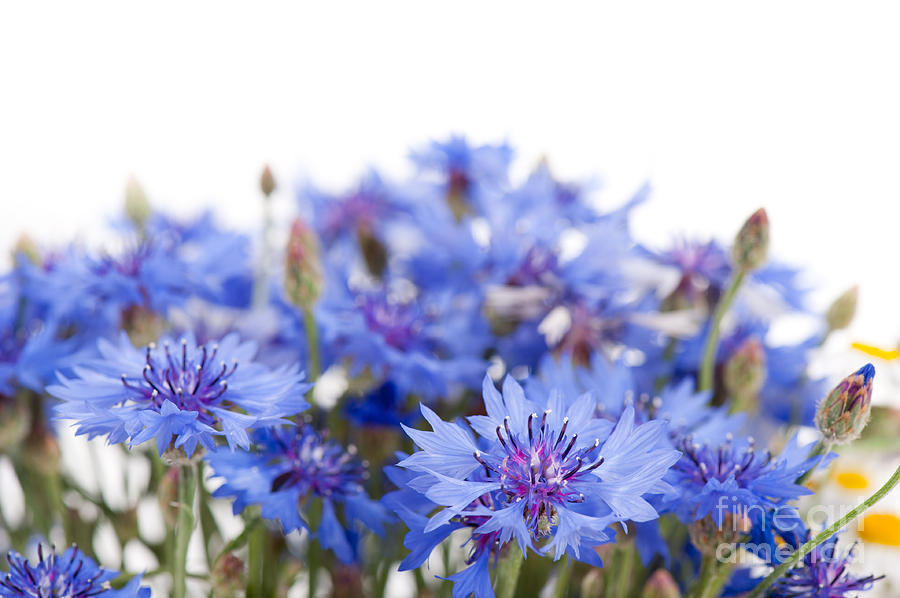 Blue Cornflower Flowerheads Isolated On White  Photograph by Arletta Cwalina