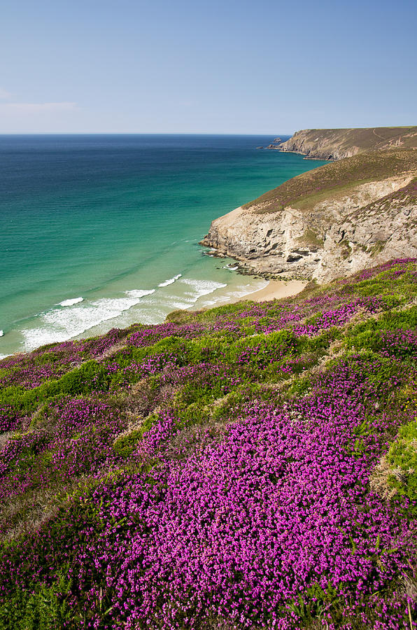 Cornish headland with Heather Photograph by Pete Hemington