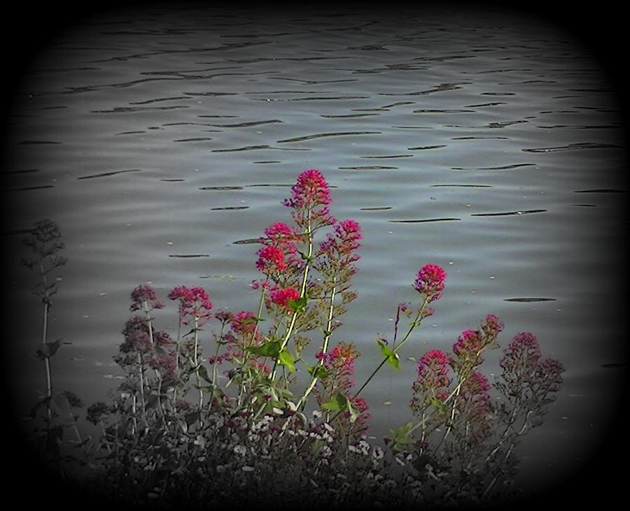 Cornish River Flora Photograph by Nieve Andrea