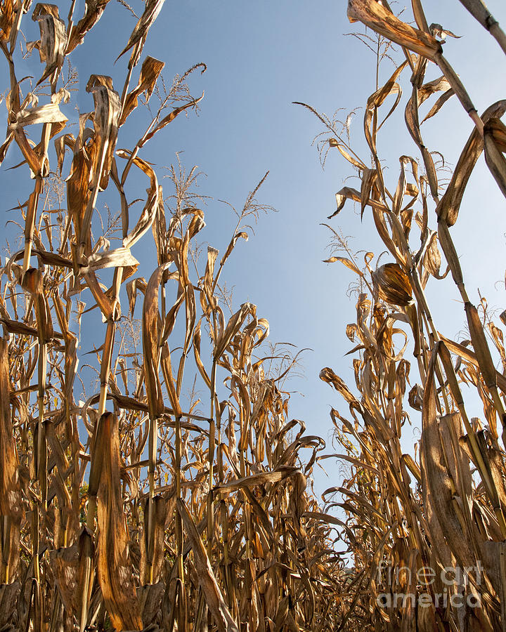 Cornstalks to the Sky Photograph by Timothy Flanigan