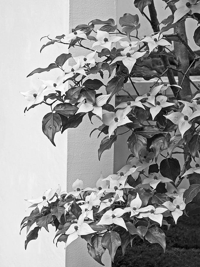 Cornus Kousa Chinese Dogwood Black and White Photograph by Gill Billington