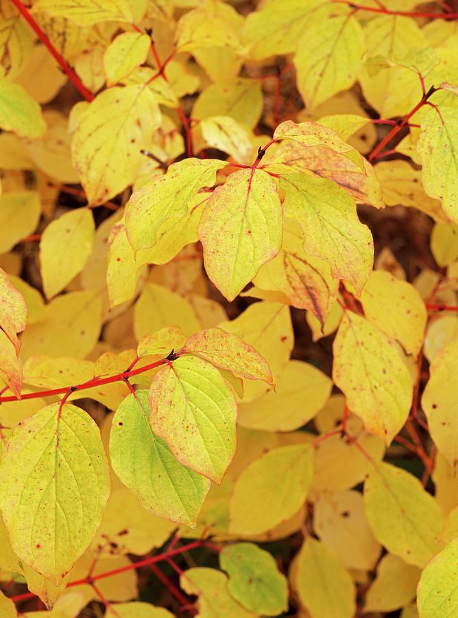 Cornus Sanguinea 'winter Beauty' By Geoff Kidd Science Photo Library