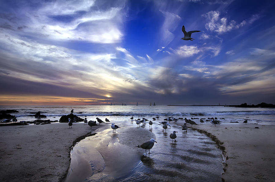 Seagull Photograph - Corona del Mar by Sean Foster