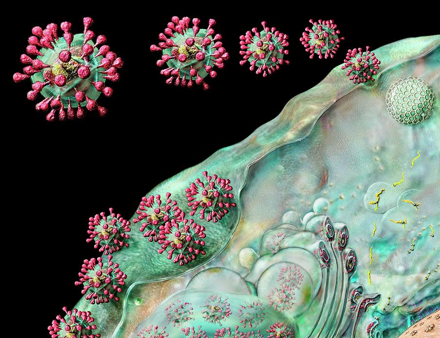 Coronavirus Life Cycle Photograph by Russell Kightley/science Photo Library