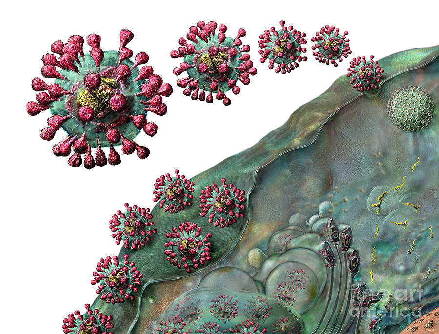 Coronavirus Replication on White Digital Art by Russell Kightley