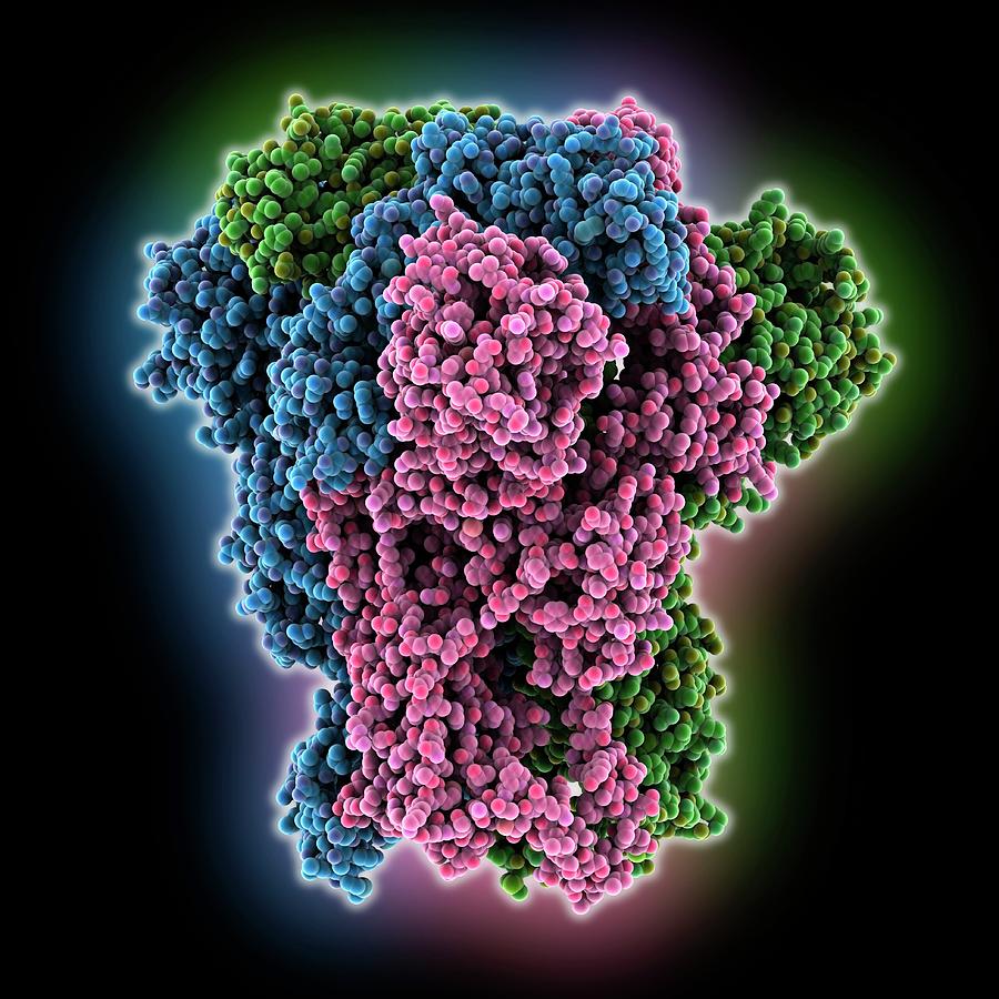 Coronavirus Spike Glycoprotein Photograph by Laguna Design/science Photo Library