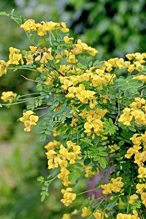 Coronilla Emerus Ssp Emeroides Photograph By Dan Sams - Pixels