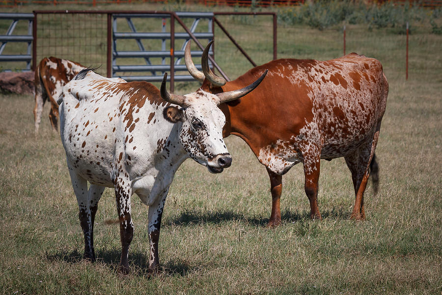 Corriente Cattle Photograph by Doug Long