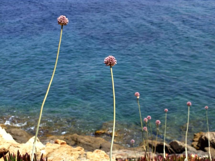 Corsica Photograph by Daniela Nedelea