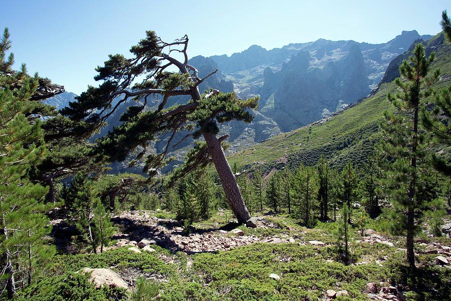 Mountain Photograph - Corsican Pines And Monte Cinto by Dr Juerg Alean
