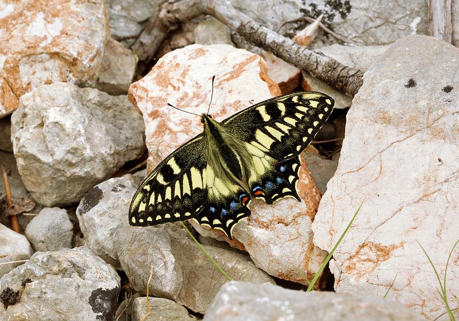 Corsican Swallowtail Butterfly Photograph by Bob Gibbons