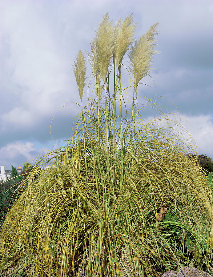 Pampas Grass Photograph - Cortaderia Selloana aureo-lineata by Geoff Kidd/science Photo Library Pampas Grass Photograph - Cortaderia Selloana aureo-lineata by Geoff Kidd/science Photo Library