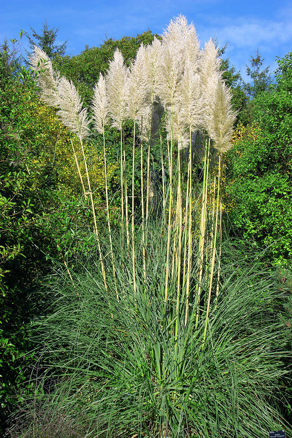 Cortaderia sunningdale Silver Photograph by Neil Joy/science Photo Library