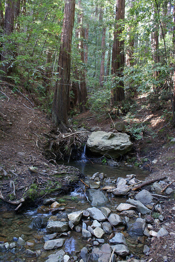 Corte Madera Creek on Mt. Tam in 2008 Photograph by Ben Upham III