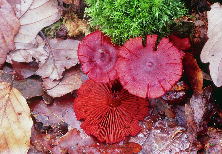 Mushroom Photograph - Cortinarius Puniceus by John Wright/science Photo Library