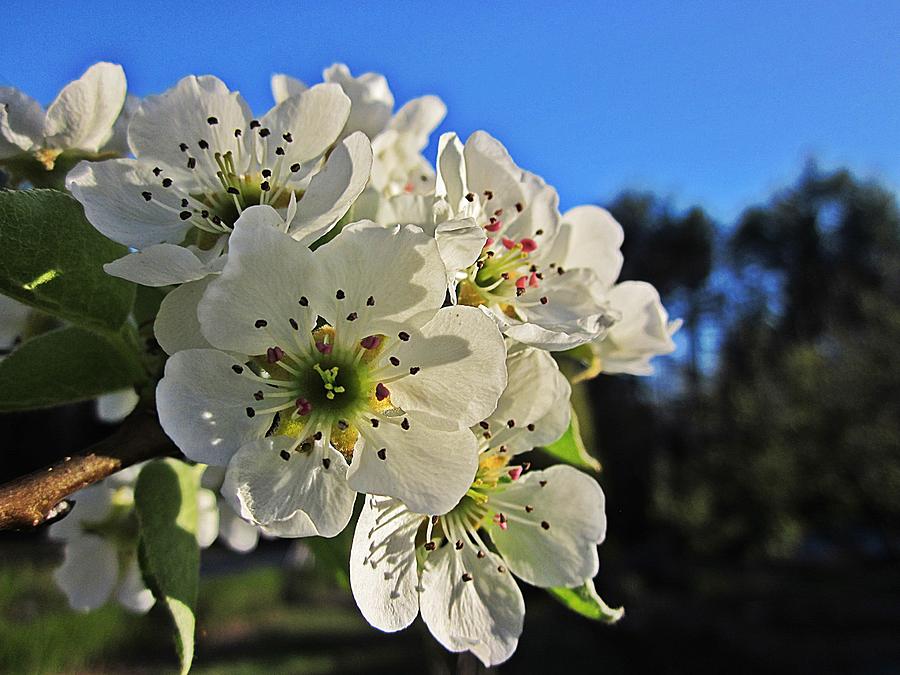 Cortland Apple Tree