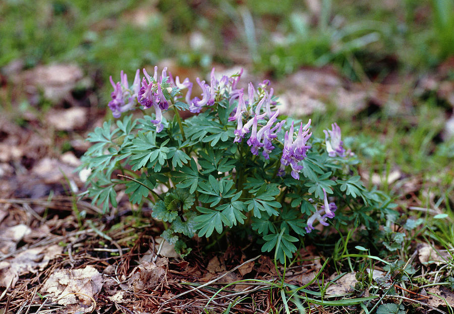 Corydalis Photograph By Chris Martin Bahrscience Photo Library