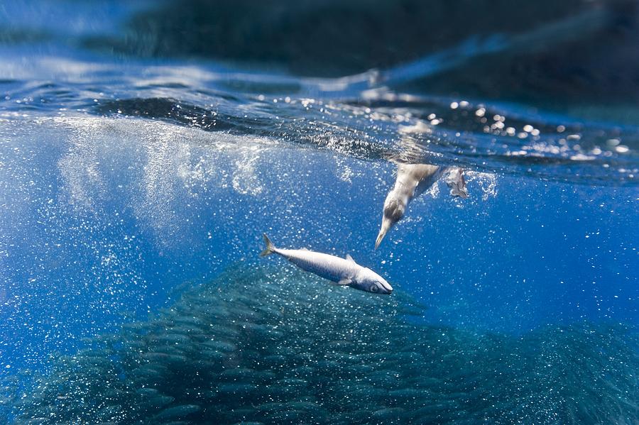 Blue jack mackerel bait ball #1 Photograph by Science Photo Library - Pixels