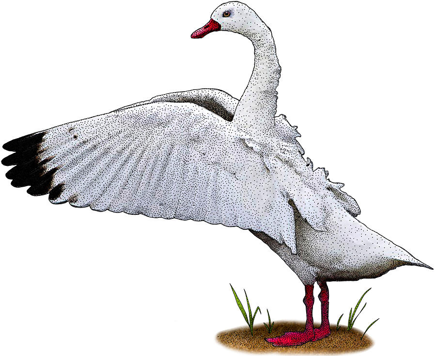 Coscoroba Swan Photograph by Roger Hall